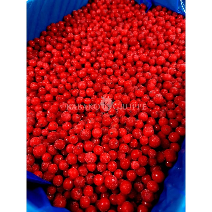 Porzeczka czerwona mrożona 2,5 kg, 10 kg i 25 kg