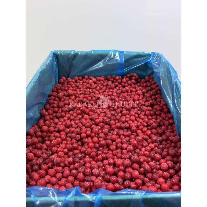 Porzeczka czerwona mrożona 2,5 kg, 10 kg i 25 kg